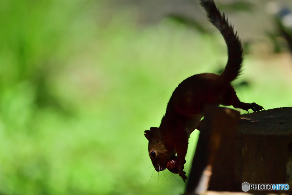 井の頭自然文化園
