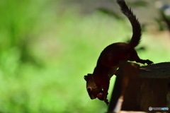 井の頭自然文化園