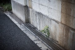 雑草