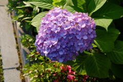 紫陽花