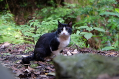 稲荷神社の猫