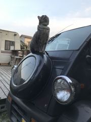 猫上