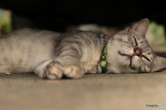 夏猫