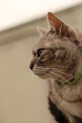 猫横