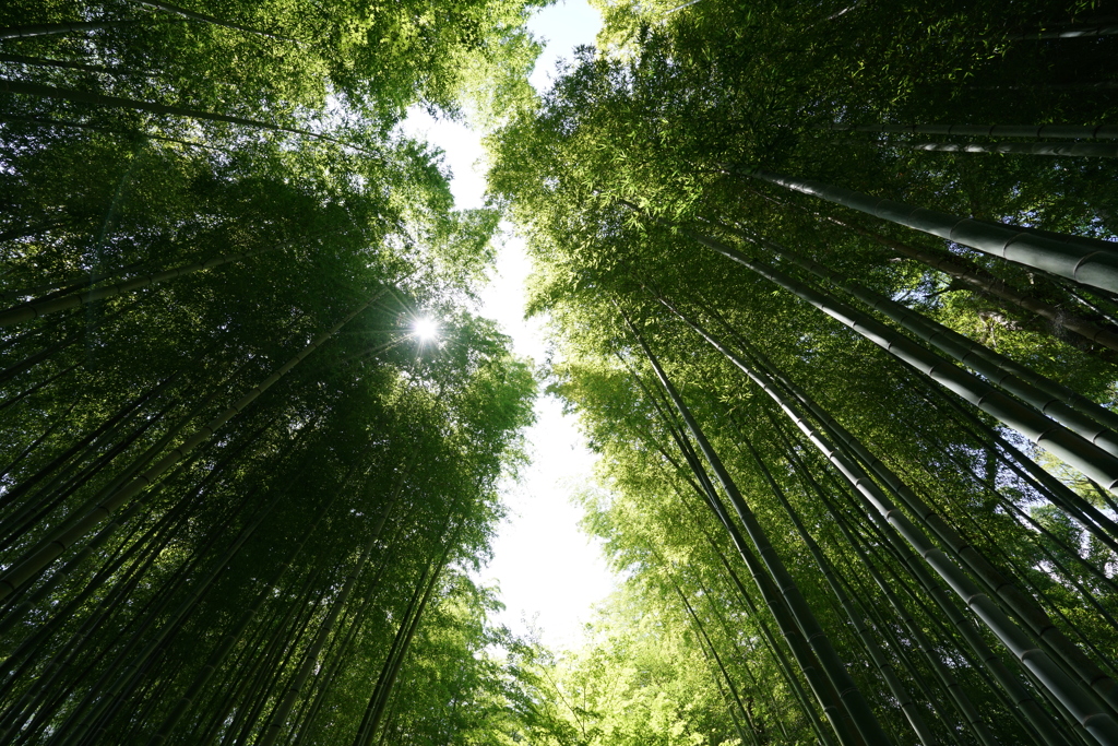 修善寺