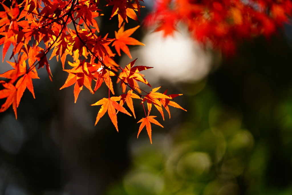 京都