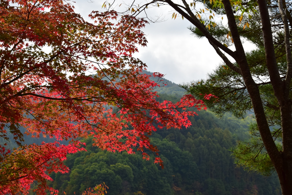 ぼちぼち紅葉　１