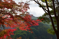 ぼちぼち紅葉　１