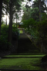 夏の苔寺