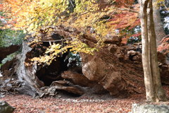 日本武尊の古木
