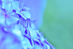 紫陽花4
