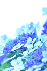 紫陽花8