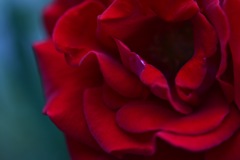 薔薇2