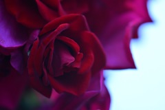 薔薇3