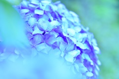 紫陽花5