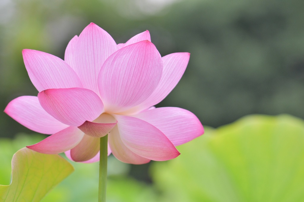 蓮の華