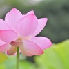 蓮の華