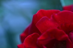 薔薇