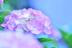 紫陽花