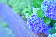 紫陽花7