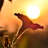 花の盃