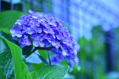紫陽花2