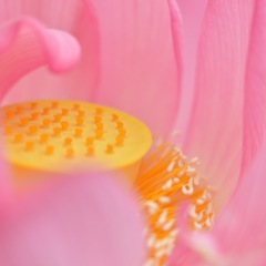 蓮の花