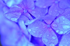 紫陽花9