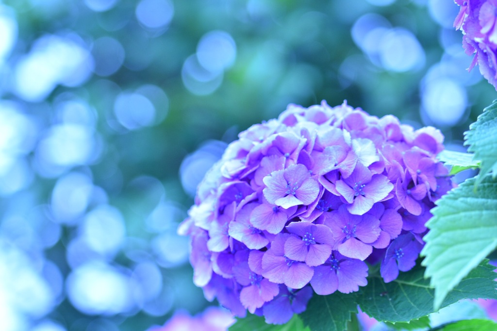 紫陽花3