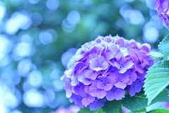 紫陽花3