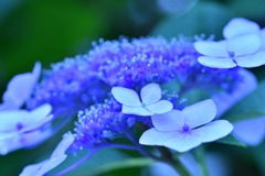 紫陽花6