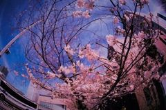桜咲くバス通り