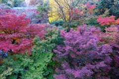 八芳園