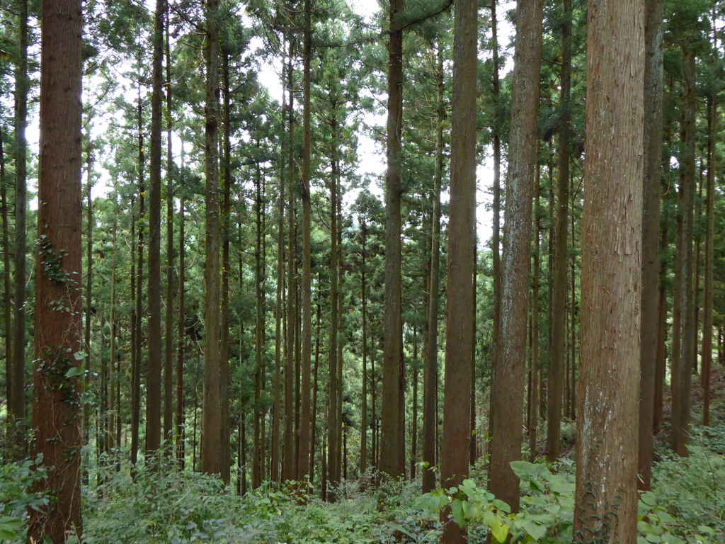 高尾山_城山