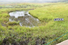 鎌池湿原
