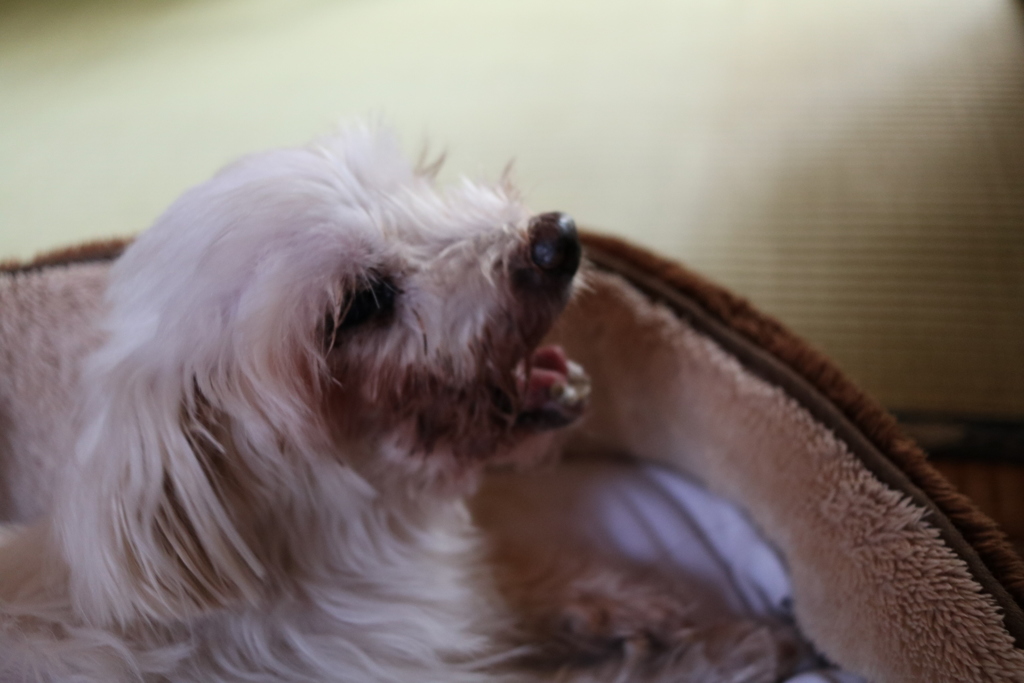 寝起きのペット