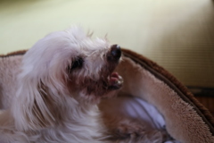 寝起きのペット