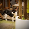 会いたかった猫に…