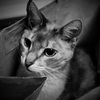 いつの間にか…