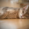ふと見たら…寝ていたzzz