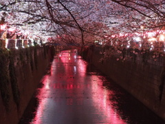 夜桜