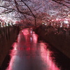 夜桜