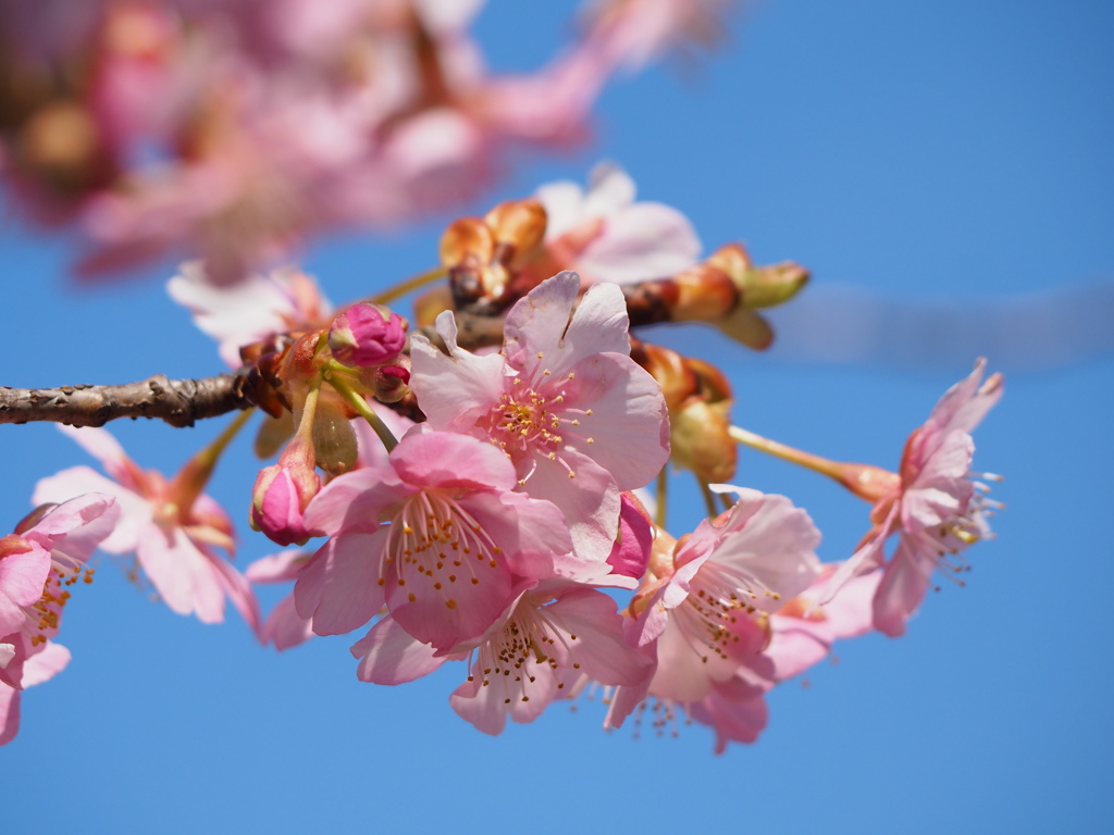 寒桜