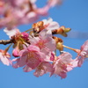 寒桜