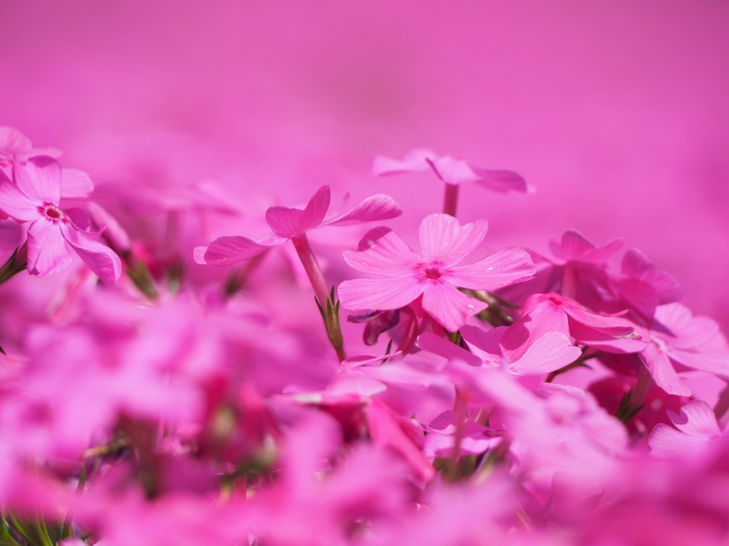 芝桜