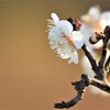 春の足音