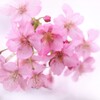 桜色