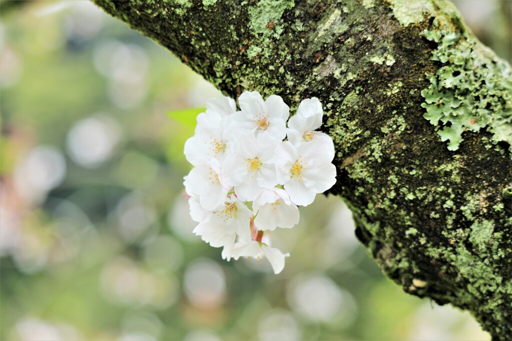 cherry blossom