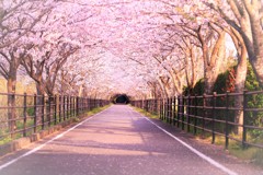 桜のトンネルで散歩