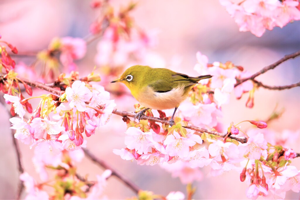 メジロの季節到来